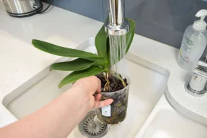 orchidea öntözése télen